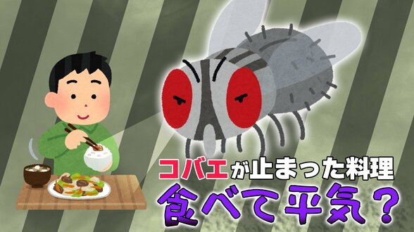 冬に発生の可能性も？「コバエが、料理に一瞬だけ止まってしまった！」その料理、衛生的に大丈夫？専門家に聞いた|TBS NEWS DIG