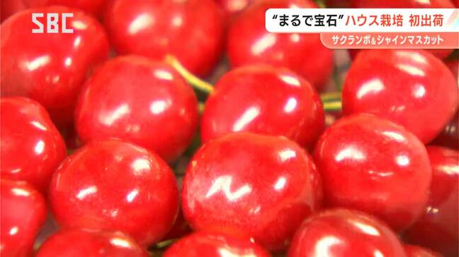 「赤い宝石」ハウスサクランボの初出荷　温度管理に苦労も…「色付きが良く大粒に」　ハウス栽培のシャインマスカットも初出荷　燃料費など生産コストが高騰…今季は高値で取り引きか|TBS NEWS DIG