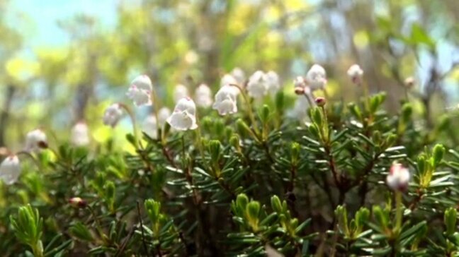 銅山峰で国の天然記念物・ツガザクラが見ごろ 愛媛・新居浜市|TBS NEWS DIG