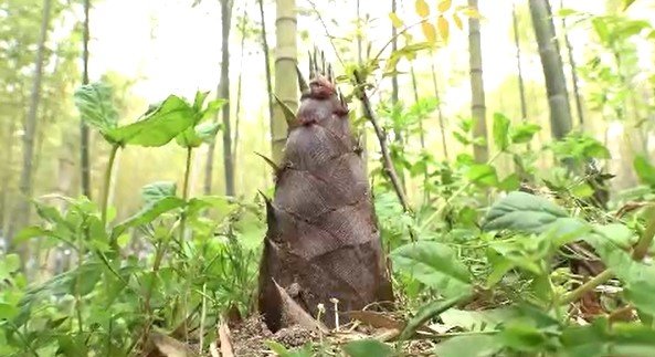 今シーズンは当たり年!タケノコ狩りの収穫体験にぎわう 5月上旬まで楽しめそう 長野・豊丘村|TBS NEWS DIG