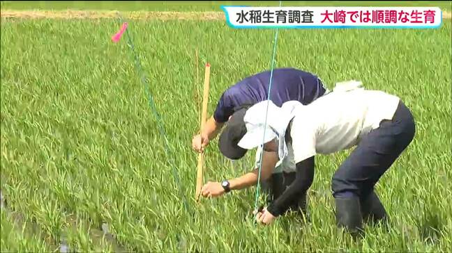 田植え後初となるイネの生育調査を実施　平年並みの育ちを確認し今後10日おきに調査 宮城・大崎市|TBS NEWS DIG