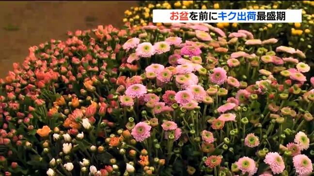 猛暑・雨不足の影響で刈り取り1週間遅れ お盆に向けキクの出荷最盛期 宮城・南三陸町|TBS NEWS DIG