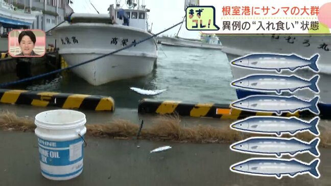 おもしろいほど次々釣れる！サンマ「入れ食い」状態　北海道根室港に異例のサンマの大群　専門家分析…冷たい海流に追われたサンマか|TBS NEWS DIG