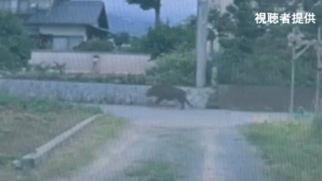 【写真あり】イノシシが出没　付近住民が噛まれケガ　警察が警戒　山梨・笛吹市　|TBS NEWS DIG