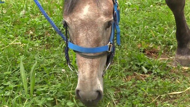 東北地方が梅雨入り　盛岡市の河川敷では装束馬を係留しチャグチャグ馬コ行列待つ|TBS NEWS DIG