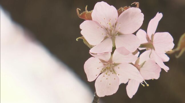“幻のサクラ”桜峠のオオヤマザクラ、まもなく満開に　福島・北塩原村|TBS NEWS DIG