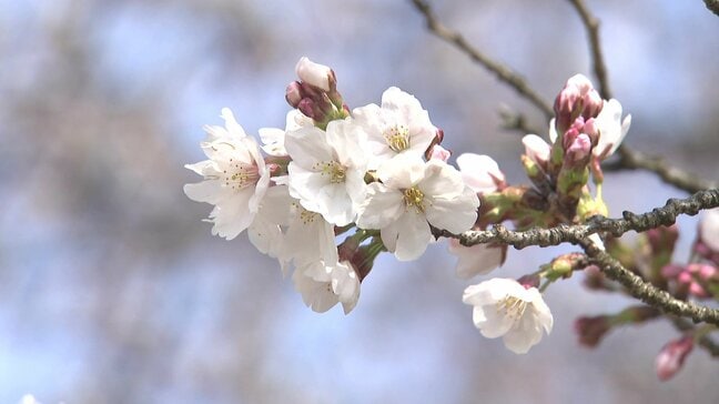 【2026年 桜開花予想】富山、金沢、福井は（4月2日）同時に開花か？北陸三県の桜が織りなす競演に期待【ウェザーニュース 25日発表】|TBS NEWS DIG