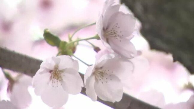 【桜満開】なのに「家に帰って晩酌します…寒いから!」えっ?こんな人も…長野市では一転「花冷え」の一日に…前日は夏日だったのに|TBS NEWS DIG
