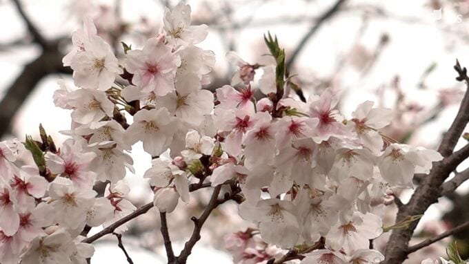 静岡でサクラの“満開”発表 平年より1日遅く昨年より5日早い=静岡地方気象台【速報】|TBS NEWS DIG