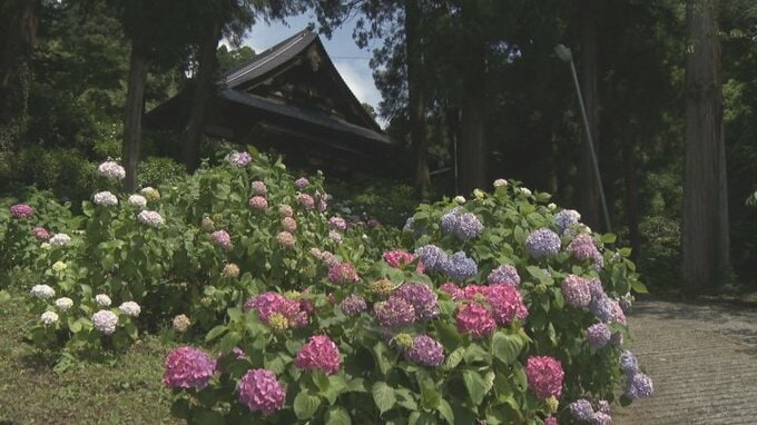 色とりどりのアジサイ1万株が見頃　山梨・妙法寺　|　山梨のニュース | ＵＴＹテレビ山梨