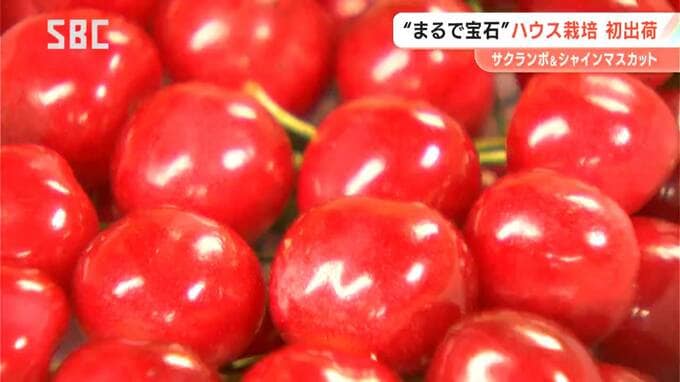 「赤い宝石」ハウスサクランボの初出荷　温度管理に苦労も…「色付きが良く大粒に」　ハウス栽培のシャインマスカットも初出荷　燃料費など生産コストが高騰…今季は高値で取り引きか　|　SBC NEWS | 長野のニュース | SBC信越放送
