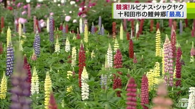160種類・2000株の「シャクヤク」と20色・約1万2000株の「ルピナス」の競演　青森県十和田市の観光農園「鯉艸郷」で見頃に　|　青森のニュース│ATV NEWS│青森テレビ