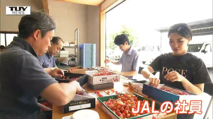 労働力不足解消に立ち上がった航空会社社員！「物覚えもはやくて助かる」 本格的なさくらんぼシーズン到来に異なる業種が連携！（山形）　|　山形のニュース│TUYテレビユー山形