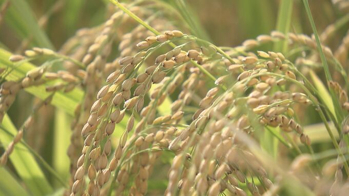 広島県内は「平年並み」 農林水産省がコメの作柄概況を発表　|　RCC NEWS | 広島ニュース | RCC中国放送