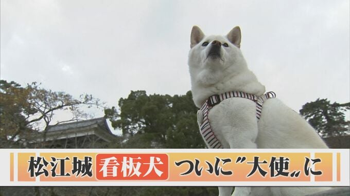 城で毎日散歩していたら看板犬に…柴犬「はなちゃん」松江城ワンコ大使に就任　|　BSSニュース | BSS山陰放送