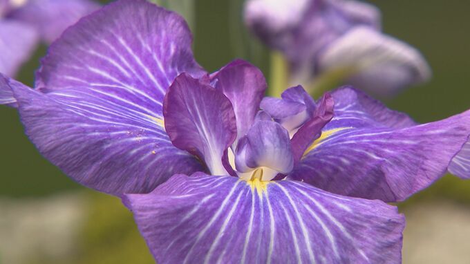 6日も夏日予想の金沢 100種20万株のハナショウブが花咲かせる　|　石川県のニュース｜MRO北陸放送