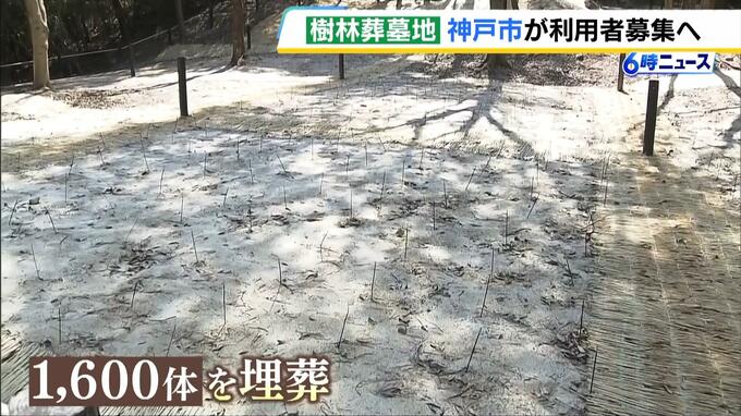 山林に埋葬「樹林葬墓地」神戸市が利用者募集へ　粉状にした遺骨を土と一緒に埋める樹木葬の一種　６か月以上神戸市に居住の６５歳以上など対象　使用料は１５万円　|　MBSニュース | 関西の最新ニュースを分かりやすく。