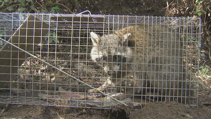 アニメで人気に火がついた「アライグマ」による被害が急増　狂犬病やエキノコックス症など感染症を媒介するリスクも　|　福岡のニュース｜RKB NEWS｜RKB毎日放送