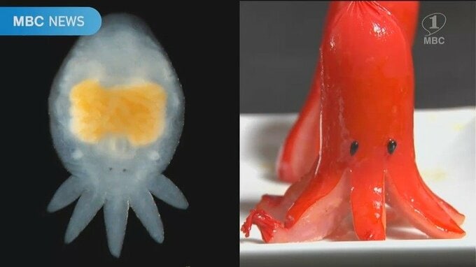 「タコさんウインナー似」新生物発見を受け“本家”メーカーが実際に作ってみた|TBS NEWS DIG