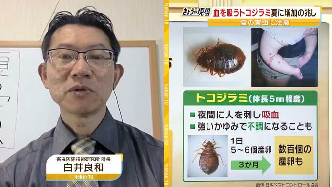 【GWは要注意】数年前に社会問題化『トコジラミ』外出増える連休は「外国からの持ち帰り」に注意…家のどこにいる？近くにいるサインは？　害虫駆除の専門家に聞きました　|　MBSニュース | 関西の最新ニュースを分かりやすく。