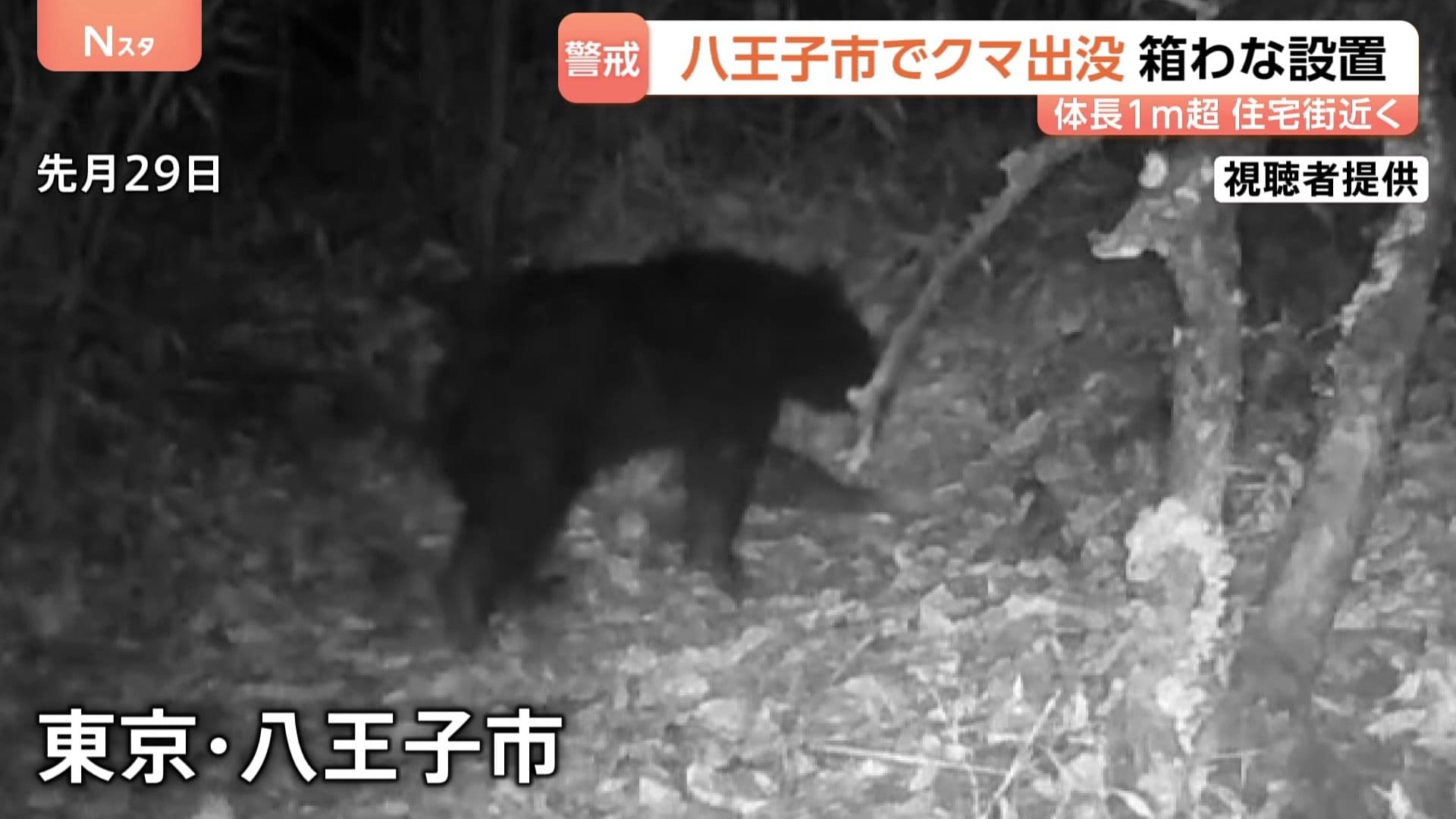 東京・八王子市の雑木林に体長1m超のツキノワグマ1頭が出没「やばい