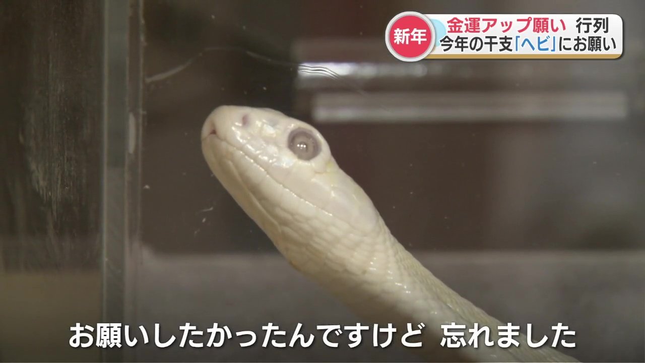 財布の上に蛇！？びっくりしてお願い忘れた人も… 25年前に現れた「白蛇
