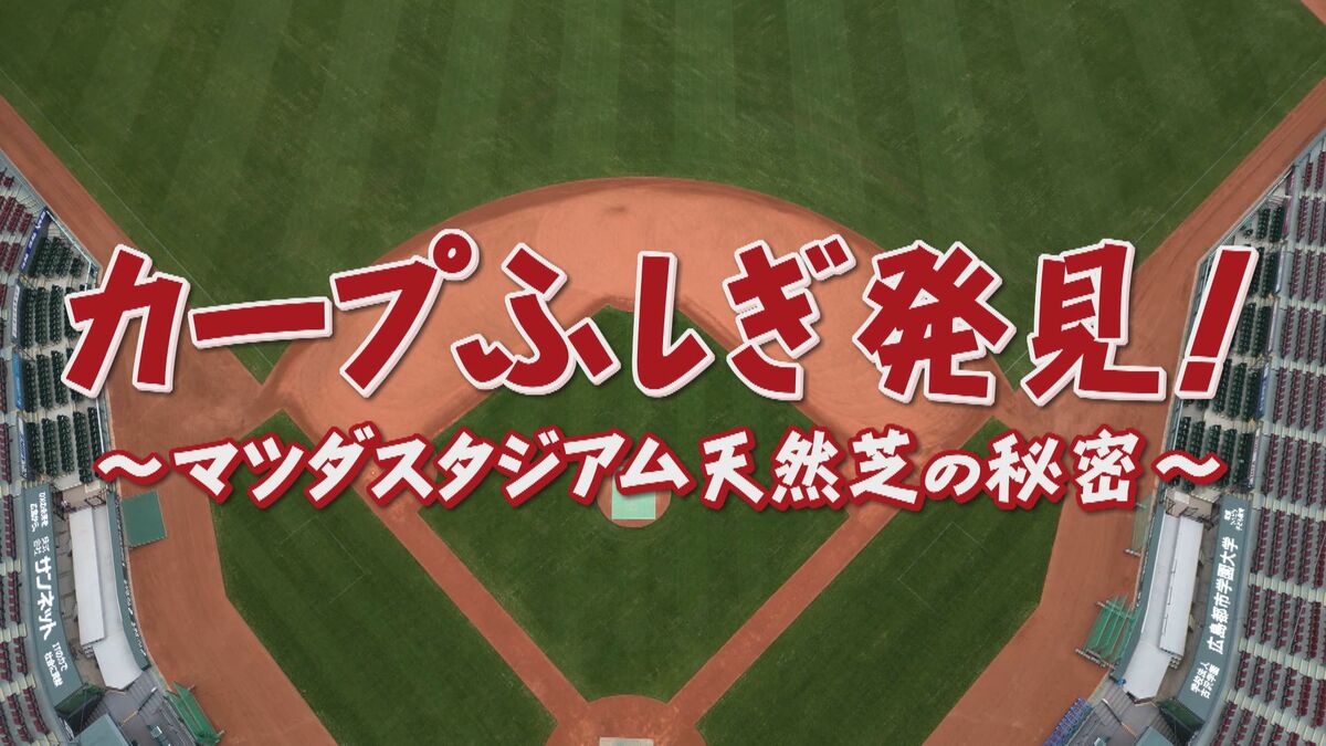 9年ぶりの全面張り替えを決行 マツダスタジアムの美しい天然芝の秘密に