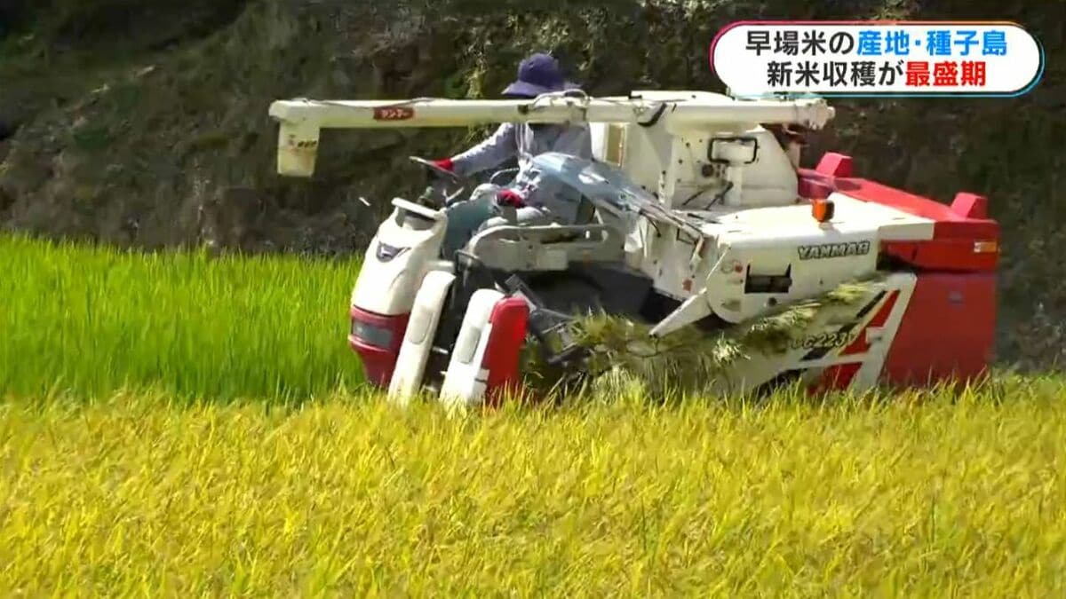 「日本一早い新米」種子島で超早場米コシヒカリの収穫が最盛期　品質良好も価格下落に農家は複雑な思い