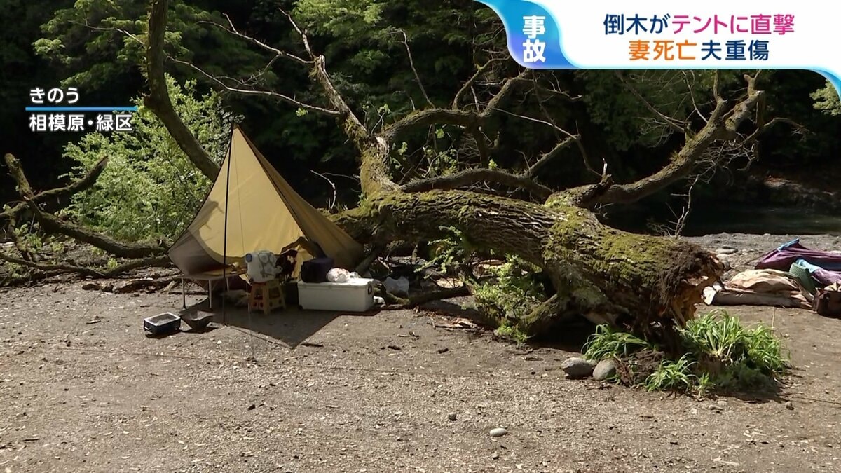 テントに倒木直撃ー「根腐れ」している木は見分けられるのか？安全確認