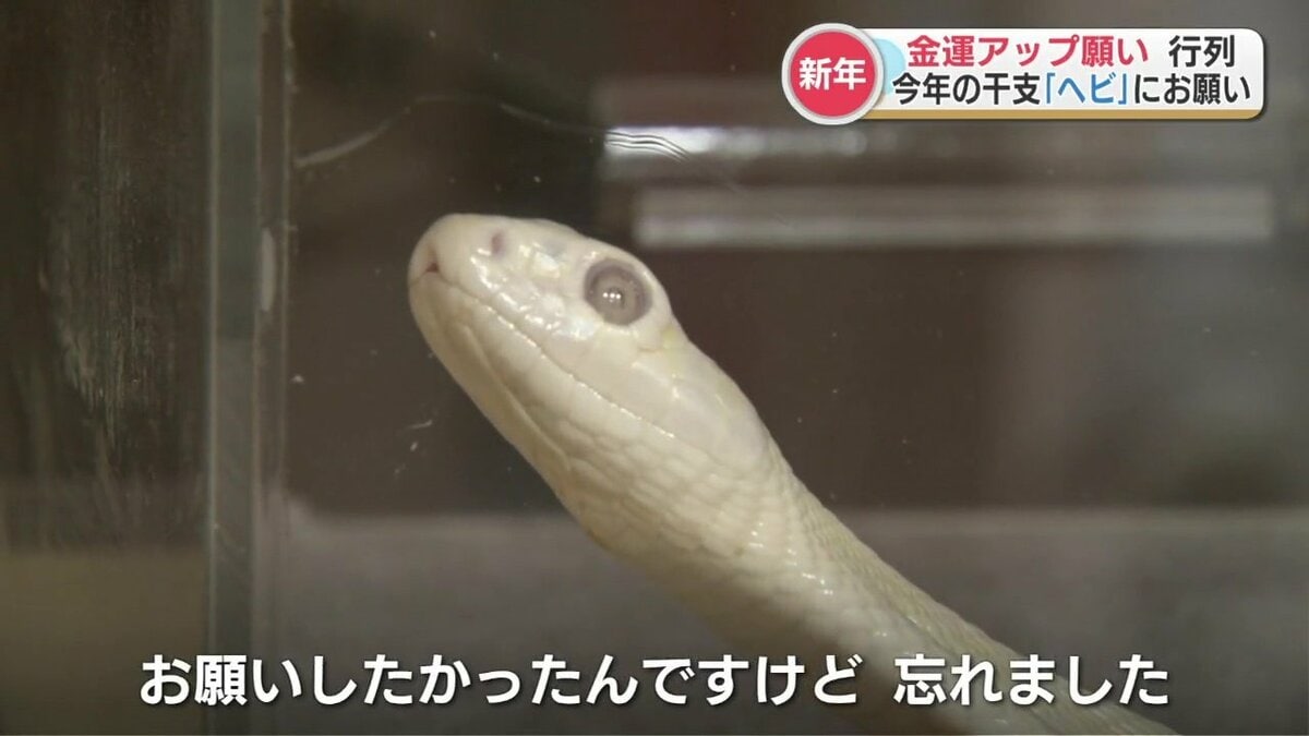 けい　金の虎さん、白蛇さん けい 金の虎さん、白蛇さん sddefault.jpg