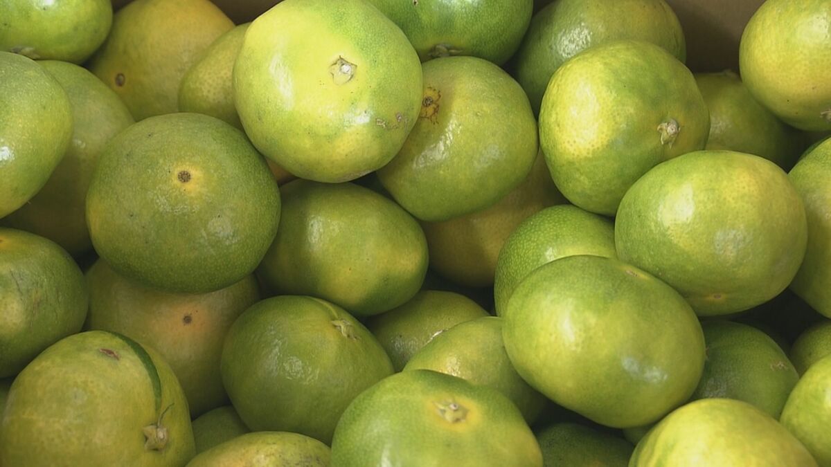 2か月ほど早く出回る“極早生”温州ミカン初出荷 猛暑で例年よりも糖度が高い一方 一部“日焼け”で投棄するものも 三重･御浜町