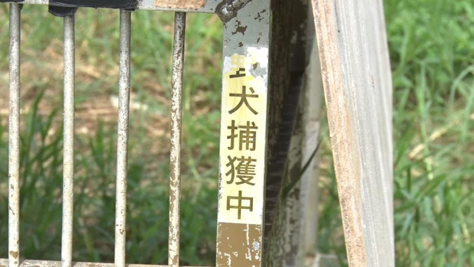 野犬による家畜のかみ殺し多発　わな設置など対策進める　宮古島市