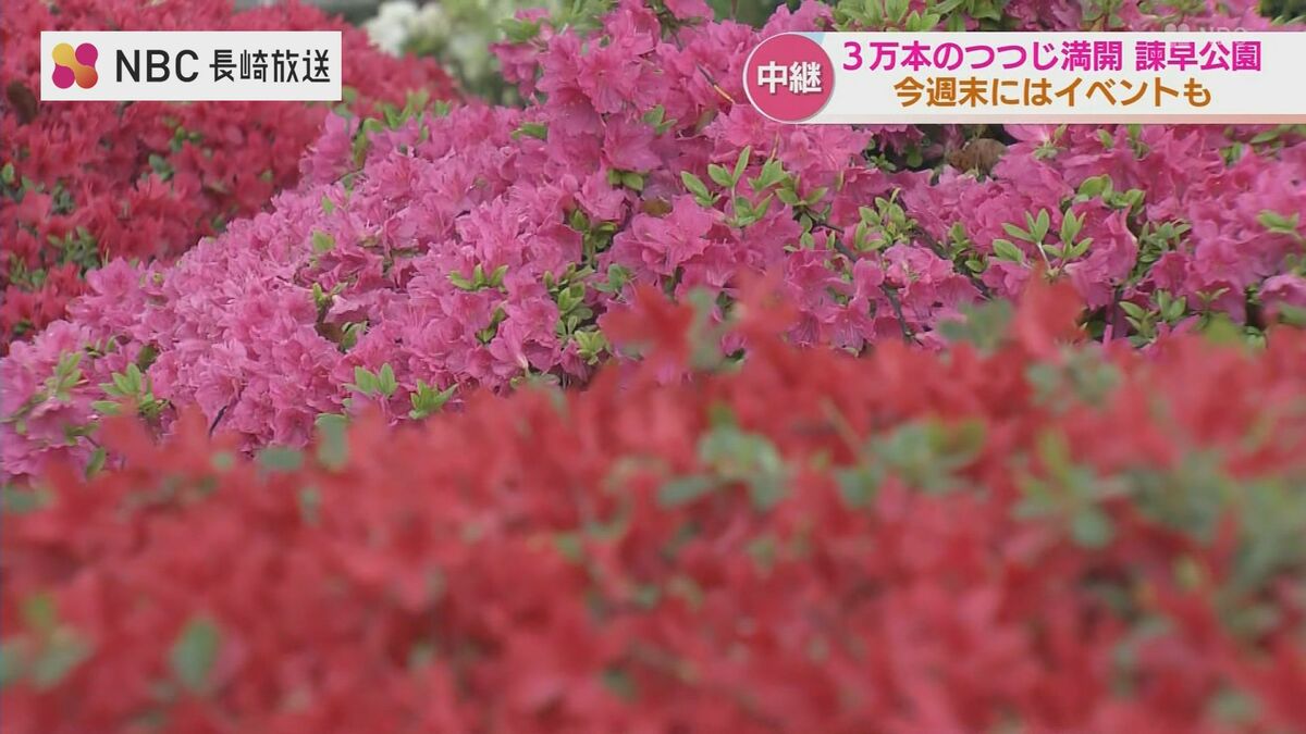 3万本のツツジが咲き誇る諫早公園の鮮やかな春 次世代へつなぐ320株の
