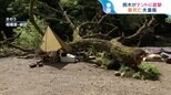 テントに倒木直撃ー「根腐れ」している木は見分けられるのか?安全確認のポイントを登山ガイドに聞く【ひるおび】|TBS NEWS DIG