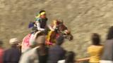 愛媛の秋祭りは東予地域へ…お供馬の走り込み&西条まつり | 愛媛のニュース - Nスタえひめ|あいテレビは6チャンネル