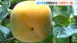 「ここ十何年の中では一番いい出来」まろやかな甘み『おけさ柿』収穫始まる 新潟県佐渡市|TBS NEWS DIG