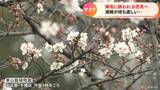 春分の日…名古屋のサクラの名所で早速お花見 咲き始めの平和公園 東山動植物園では“桜の回廊”が見頃 | 名古屋・愛知・岐阜・三重のニュース【CBC news】 | CBC web