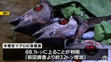 大間のクロマグロ漁獲量未報告問題めぐり　県の再調査で新たに30トン超の未報告が判明　青森県|TBS NEWS DIG