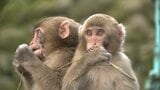 「ショウヘイ」「ヌートバー」有力!?高崎山まもなく出産シーズン 赤ちゃんザル第一号の名前募集中|TBS NEWS DIG