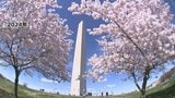 世界の桜の名所 米ワシントンの見ごろは「3月28日から31日」 日米友好の証|TBS NEWS DIG