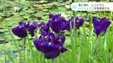「心が落ち着く」雨に濡れしっとり咲くハナショウブが見頃 高知・四万十市 | 高知のニュース・天気|KUTV NEWS | KUTVテレビ高知
