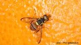 県本土で3年ぶり確認 果実など腐らせる害虫ミカンコミバエ 鹿児島 | 鹿児島のニュース|MBC NEWS|南日本放送