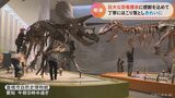 まさに“骨の折れる”作業!? 年末恒例の恐竜の巨大標本大掃除 愛知・豊橋市自然史博物館 | 名古屋・愛知・岐阜・三重のニュース【CBC news】 | CBC web