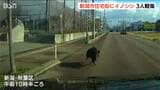 「ものすごい勢いで走ってきて」住宅街に体長1m30cmのイノシシ 車や人に体当たりで3人が軽傷 新潟市 | 新潟のニュース・天気|BSN NEWS|BSN新潟放送