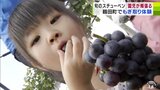 好きなところは「おいしいところ!」観光ぶどう園のオープン前に園児がブドウのもぎ取り体験|TBS NEWS DIG
