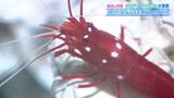 魚を掃除するエビ!?海の中でよく目立つ「シロボシアカモエビ」 白い靴下を履いているようにも見える…? | 愛媛のニュース - Nスタえひめ|あいテレビは6チャンネル