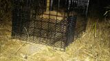鳥獣による農林水産物被害額は1億5700万円 大分県が対策支援チーム設置へ | 大分のニュース|OBS NEWS|大分放送