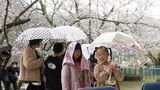 「満開の学び舎でまた会おう」6年前閉校の小学校に満開の桜 小学生たちの思い【岡山】|TBS NEWS DIG