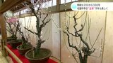 200鉢それぞれに“個性” 樹齢200~300年、老舗料亭の『盆梅』咲き誇る | 高知のニュース・天気|KUTV NEWS | KUTVテレビ高知