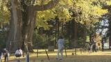 まるで黄色いじゅうたん…「長床の大イチョウ」見頃 樹齢800年以上、高さ37メートル 福島 | 福島のニュース│TUF